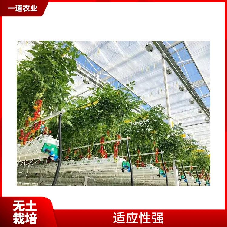 南宁无土栽培种植厂家 无土栽培施工 水分利用率高