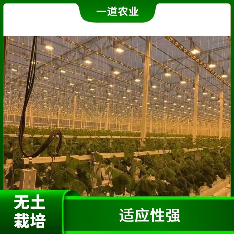 石家庄无土栽培设计 荷兰无土栽培种植 应用广泛