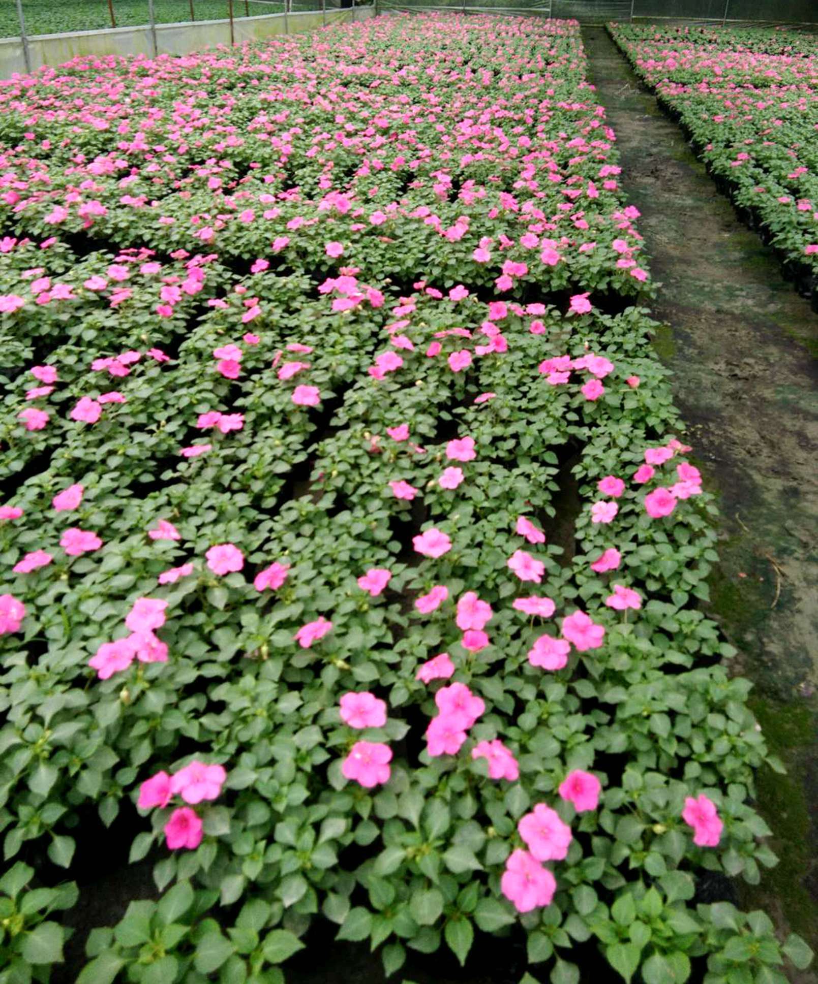 四川凤仙花卉种植基地 出售优质凤仙花杯苗 成都时令草花批发