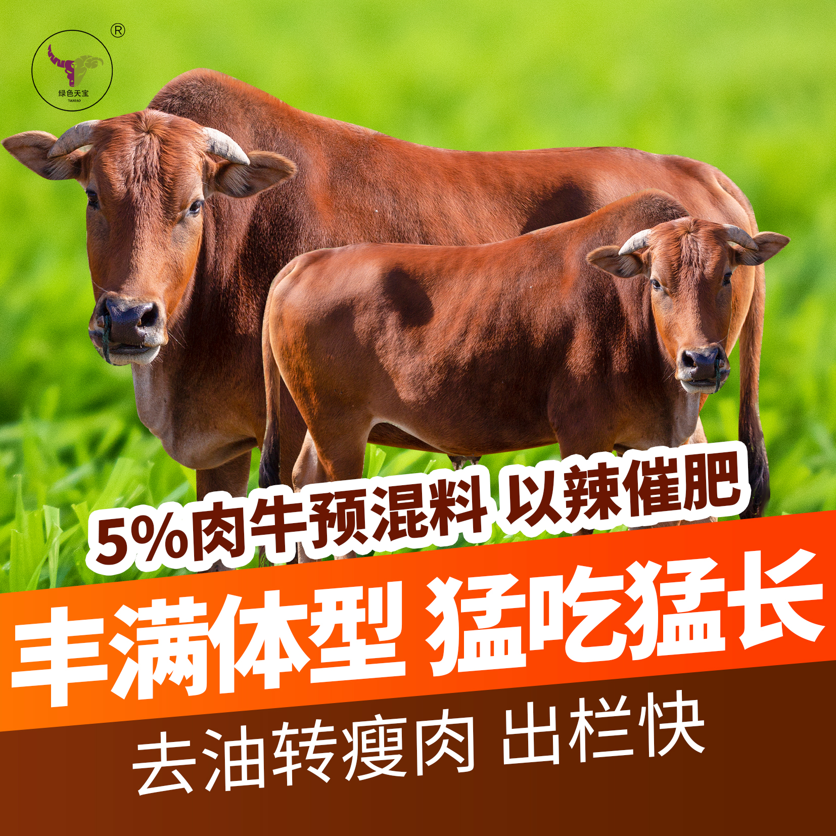 以辣催肥5%肉牛羊预混料北京厂家--天宝力能