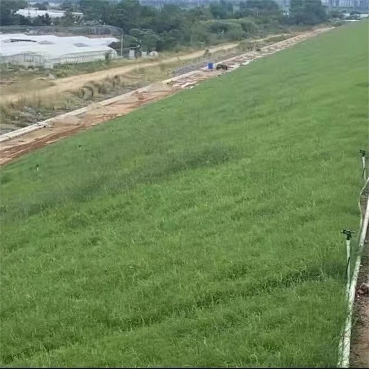 柳州护坡草种价格 根系发达固土护坡