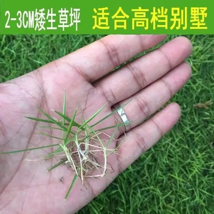 淮安狗牙根种子 根系发达低矮生长
