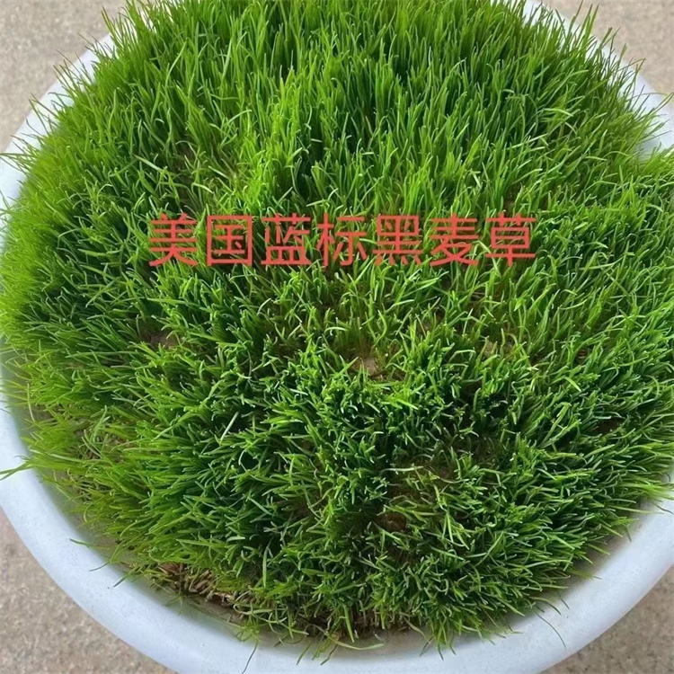 桂林黑麦草种子 生长速度快复绿效果好