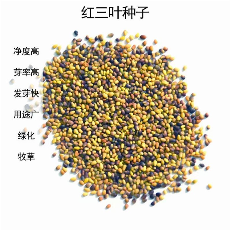 毕节红三叶种子价格