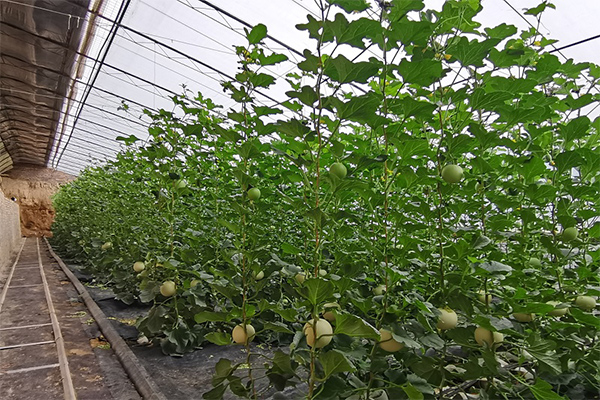 温室大棚甜瓜种植
