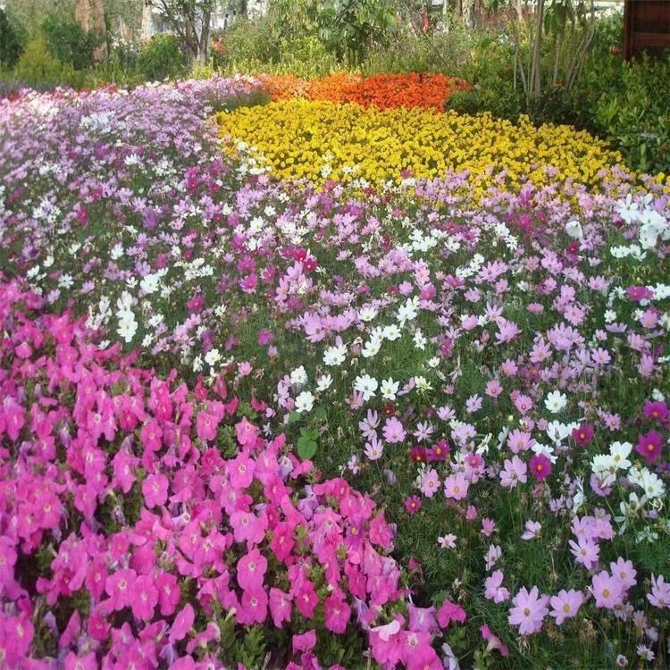 多年生野花组合种子四季开花美丽乡村花海庭院景观花籽