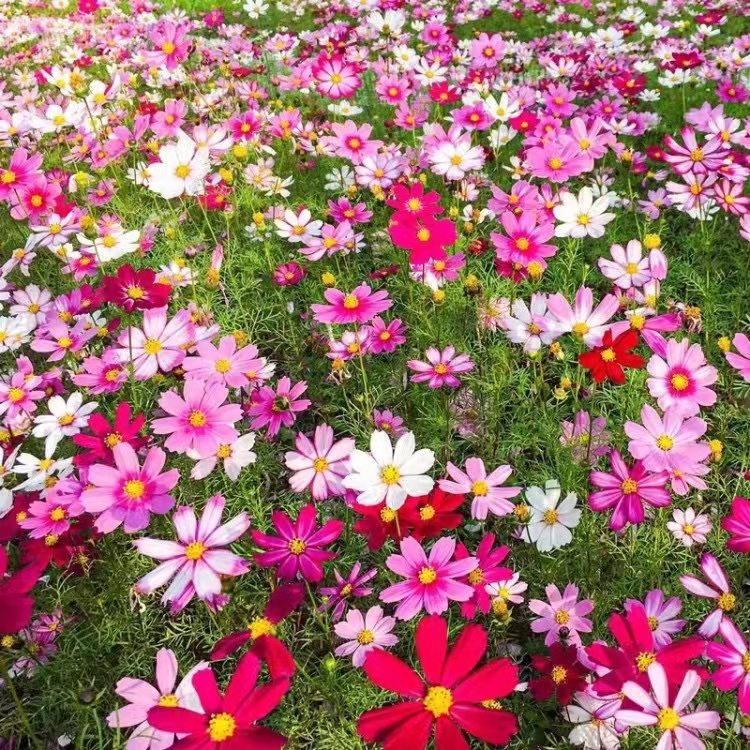 四季花种子批发野花组合 格桑花种波斯菊花卉种子