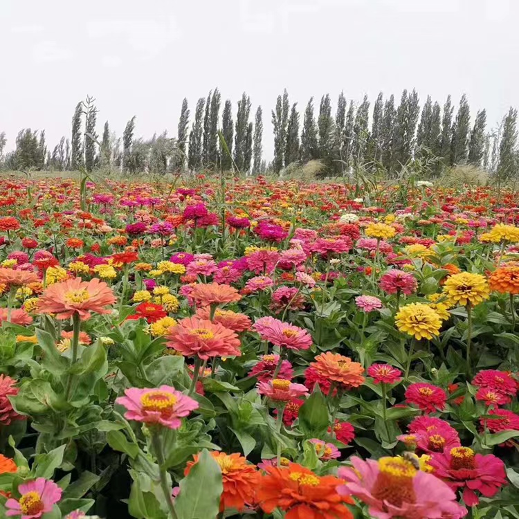 百日草种子 混色百日菊 园林景区景观草花花籽