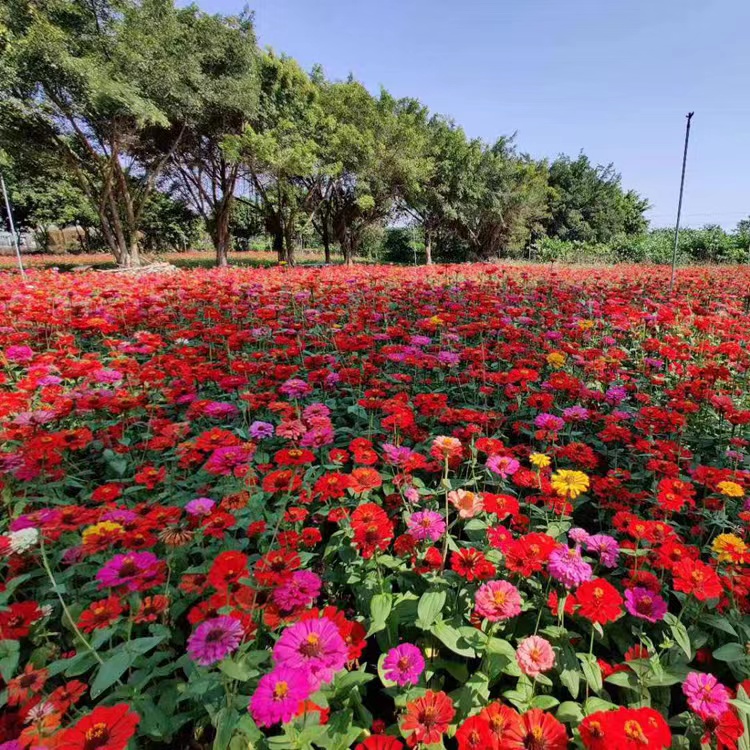 百日草种子 混色百日菊 园林景区景观草花花籽