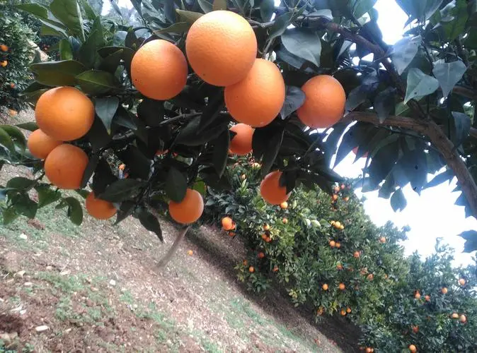 每一颗云阳纽荷尔脐橙,都藏着这些硬核种植技术