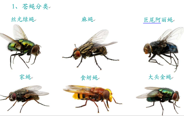 潍坊安丘市威海杀虫虫鼠害趋势分析报告