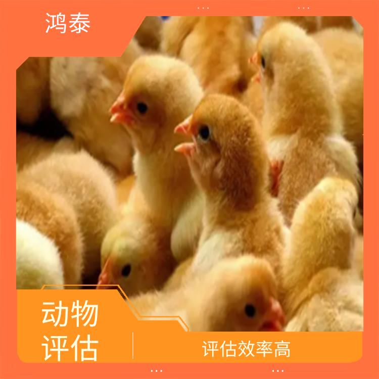 南京市蛋鸡评估 报告严谨 评估业务范围广