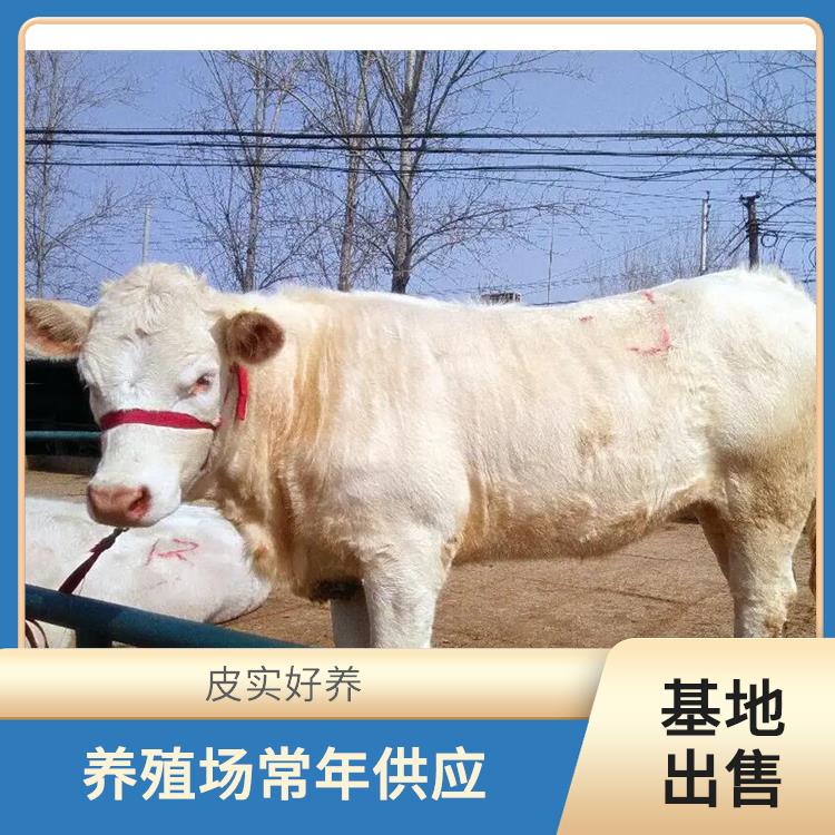 贵州夏洛莱牛犊养殖基地 养殖技术指导