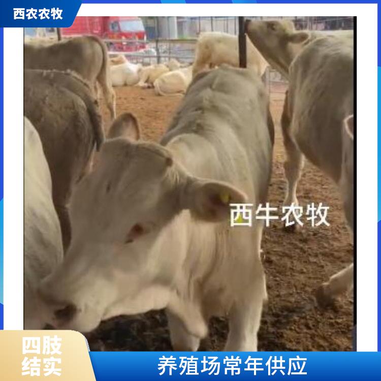 濮阳夏洛莱牛犊养殖基地 基地出售