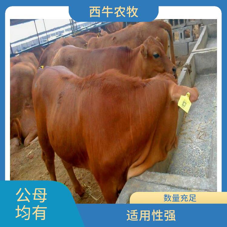 甘肃改良肉牛犊养殖基地 数量充足 改良肉牛犊养殖场