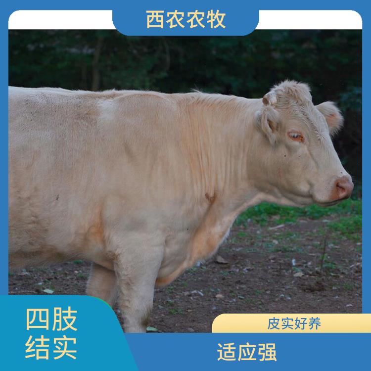 赣州夏洛莱牛批发 养殖场常年供应