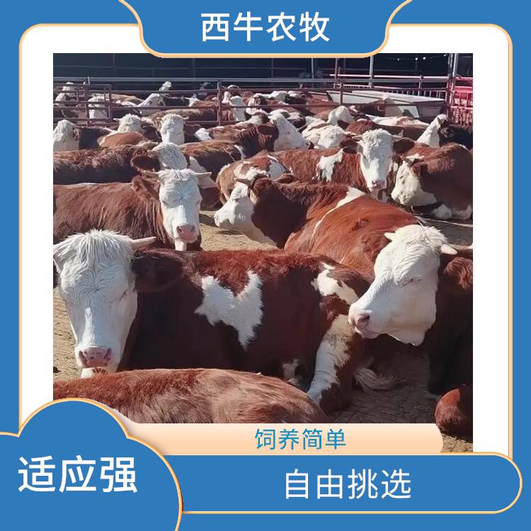 黔南西门塔尔牛价格 养殖技术指导 西门塔尔牛犊养殖