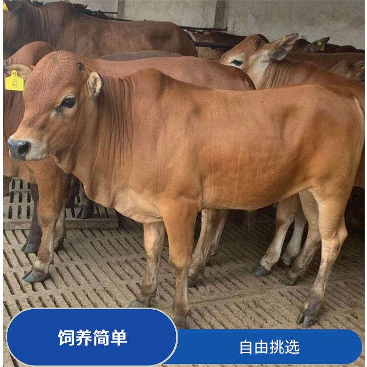 汉中改良肉牛犊价格 存栏率高