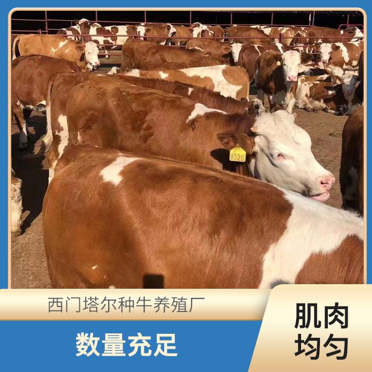 吉林西门塔尔牛犊价格 西门塔尔牛养殖场