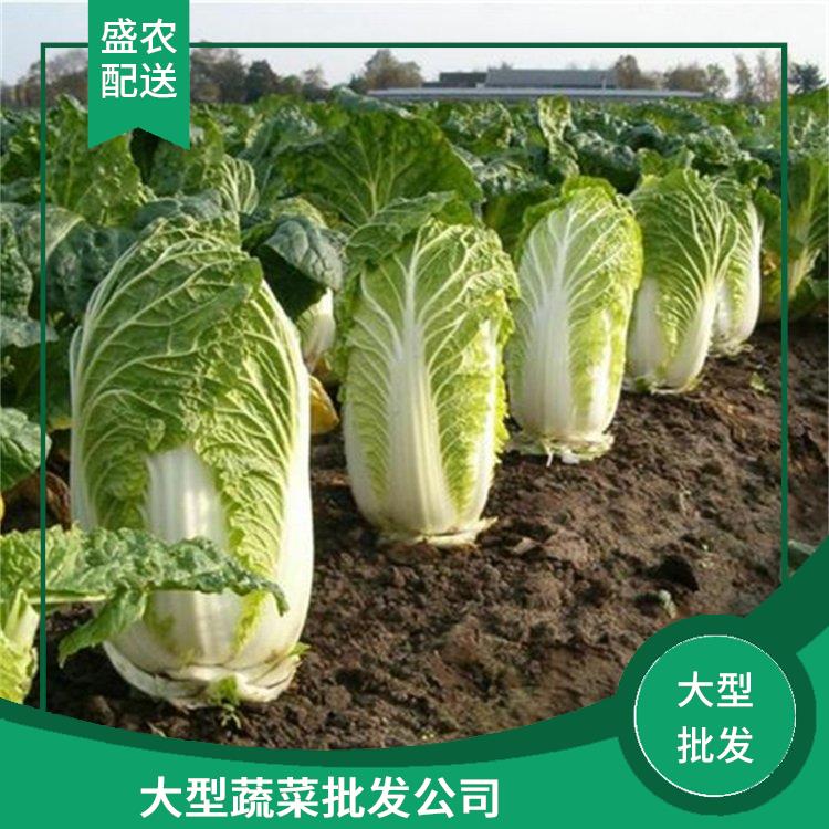 杨村镇饭堂食材配送服务公司 大型蔬菜批发公司 大型批发市场提供平价送菜服务