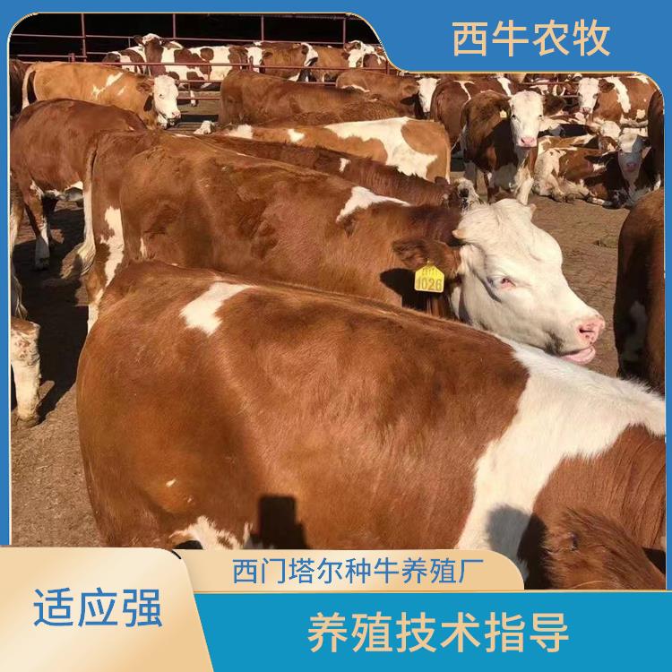 北京西门塔尔牛批发 纯种西门塔尔牛养殖厂 存栏率高