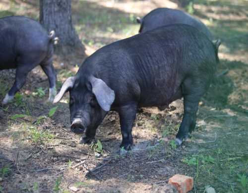 贵州黔北黑猪养殖