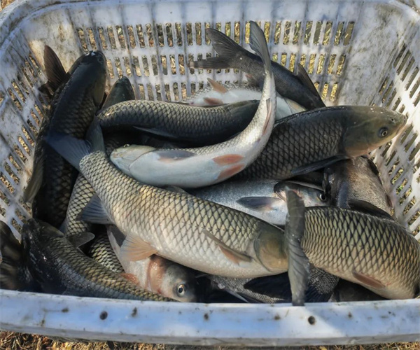 养殖鱼类营养成分检测 清远市养殖鱼类水质检测中心
