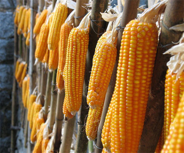 玉米容重检测 中山市玉米营养成分检测单位