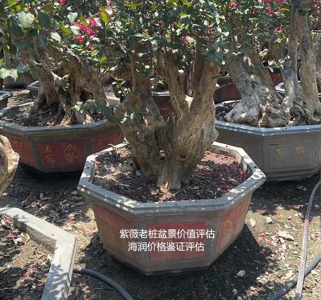 四川紫薇价值及紫薇市场价值评估