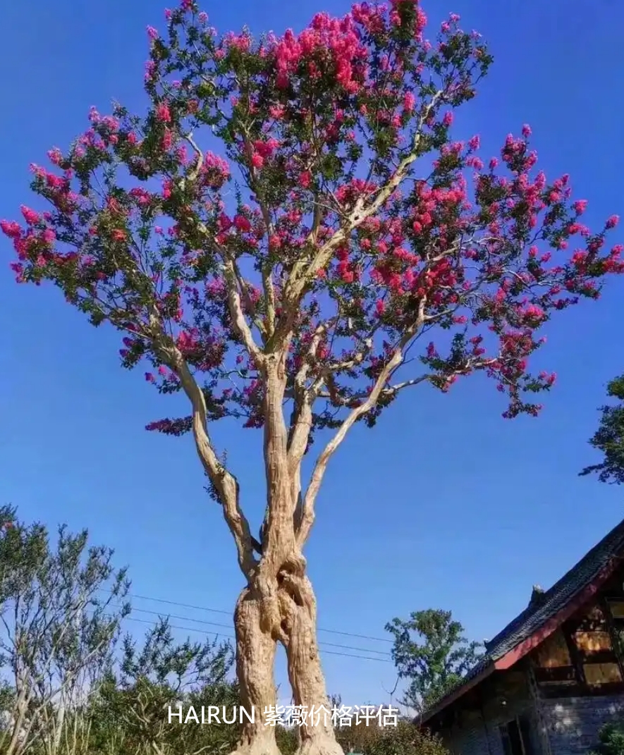 四川紫薇价值及紫薇市场价值评估