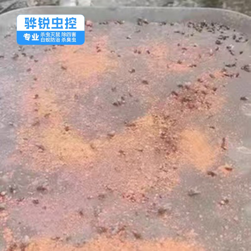 麻涌白蚁防治公司 工厂消杀 灭苍蝇