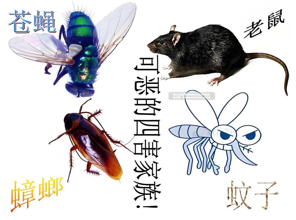 荔湾区小区灭蚊虫公司