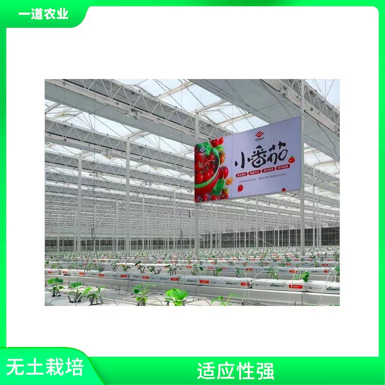 长沙无土栽培设计 无土栽培施工 适应性强