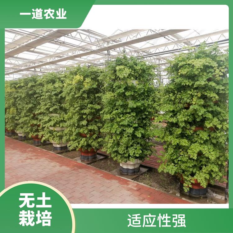 现代化无土栽培 武汉荷兰无土栽培种植厂家