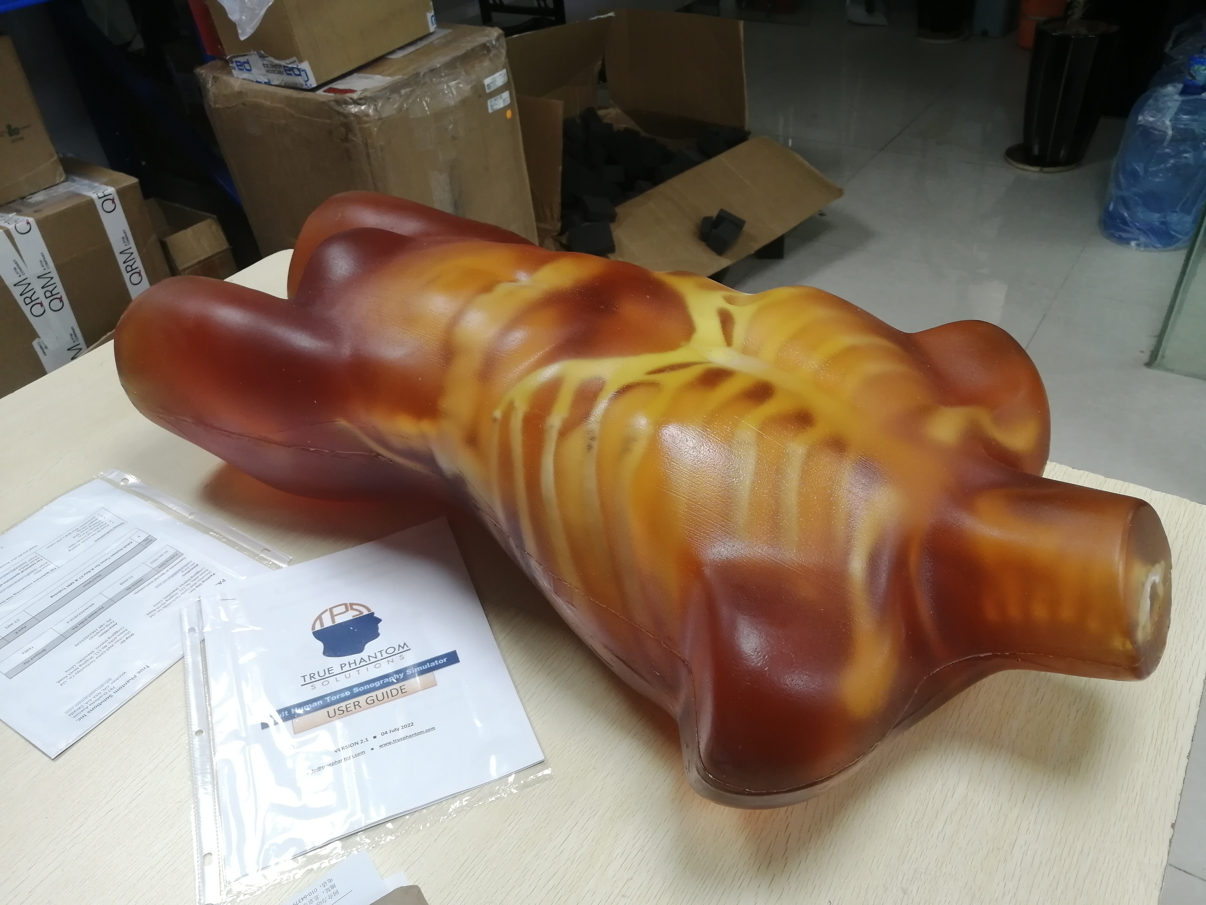 US-A02成人躯干模体