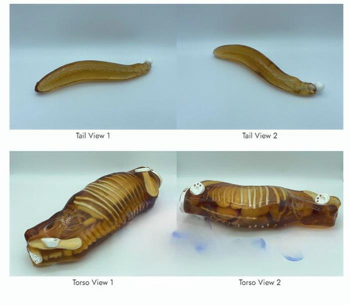 Dog Phantom，牧羊犬模体，兼容 X 射线/CT 和 MRI 成像