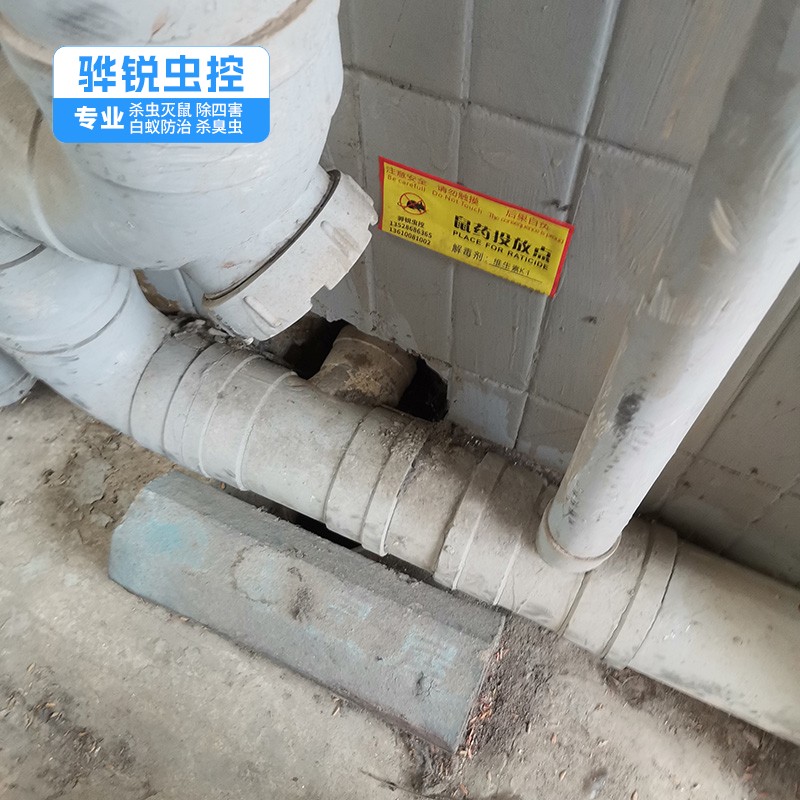 寮步杀虫灭鼠方法 宿舍杀臭虫 灭蚊