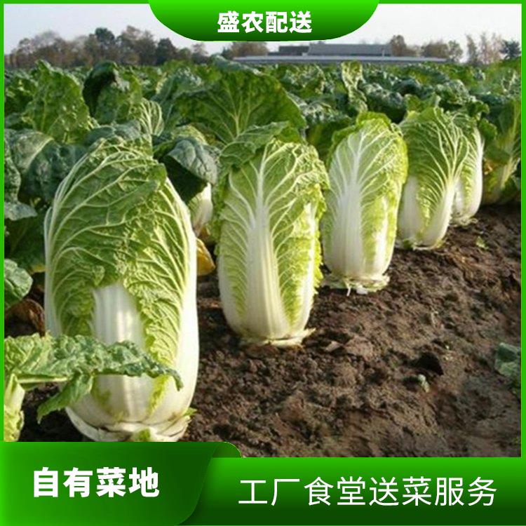 莞城饭堂食材配送服务公司 配送蔬菜服务公司 提供一站式平价蔬菜配送服务