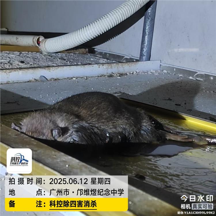 花都GMPC白蟻防治 經(jīng)驗(yàn)豐富