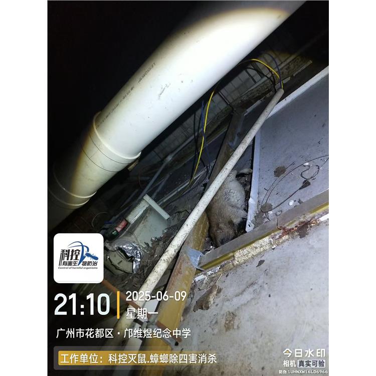 广州花都区工厂消杀老鼠 用料安全 科控防虫