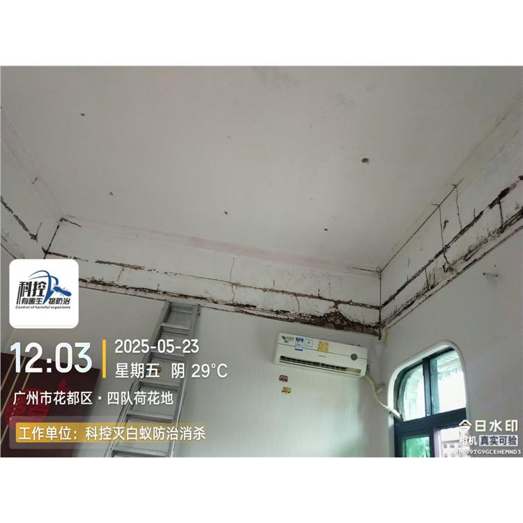 花都GMPC白蟻防治 經(jīng)驗(yàn)豐富