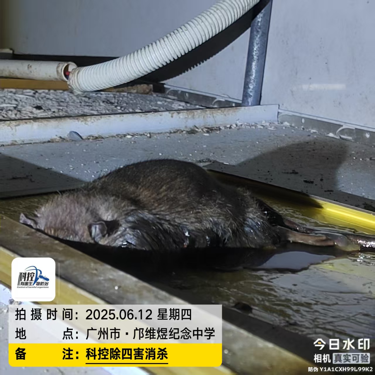清远酒店灭鼠