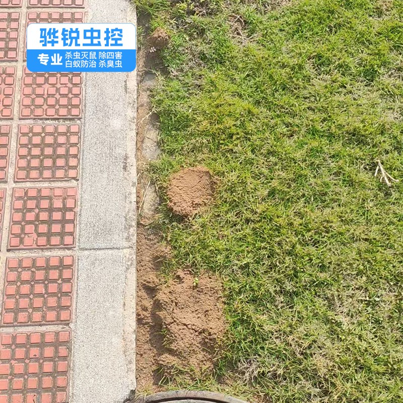深圳除四害 四害消杀 效果好