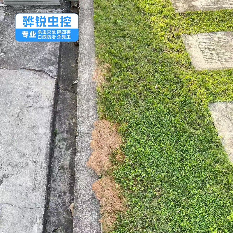 深圳杀虫灭鼠 消杀害虫 上门除四害