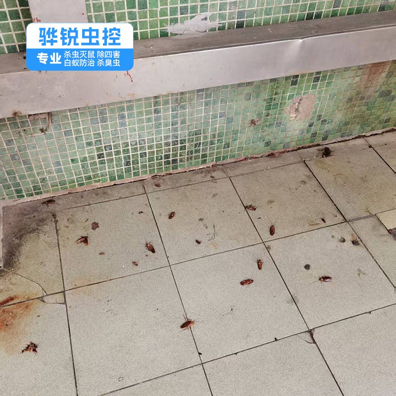 广州除虫灭鼠 工厂宿舍杀臭虫 效果看得见