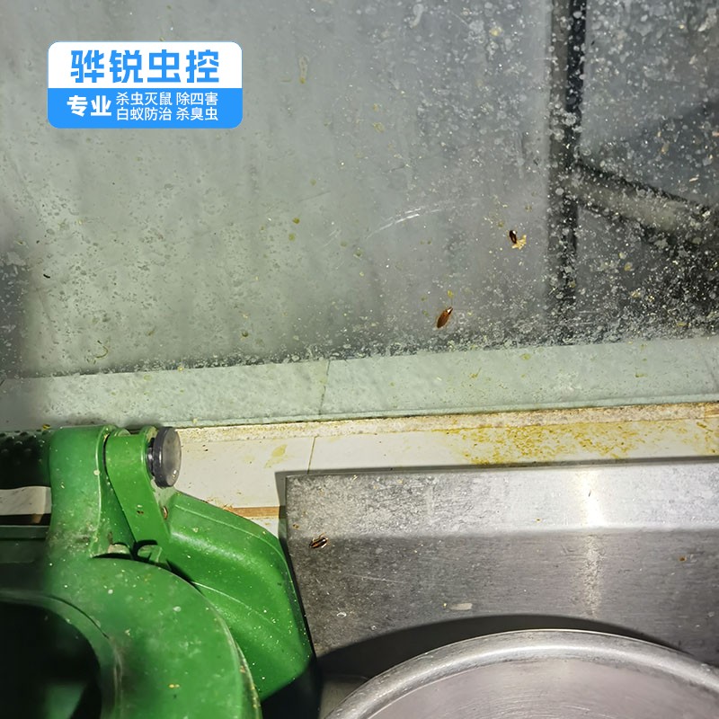 广州白蚁 灭蟑螂 持证上岗