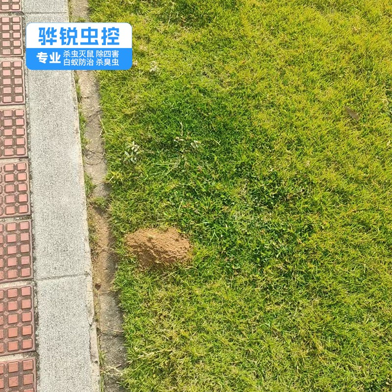东莞杀虫灭鼠 公共场合灭老鼠 上门快速
