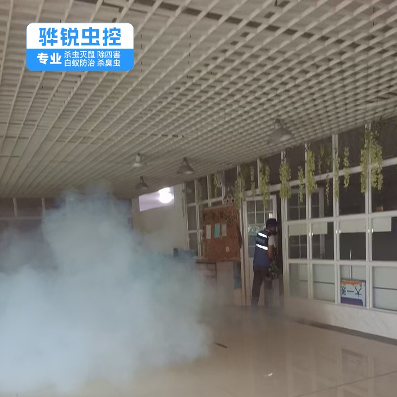 深圳杀虫灭鼠 厨房卫生间灭老鼠 本地服务公司