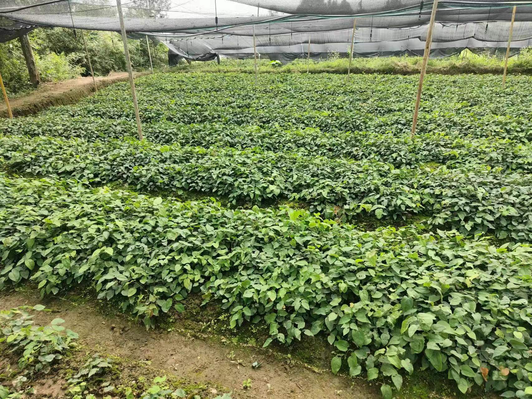 江西收购淫羊藿种子