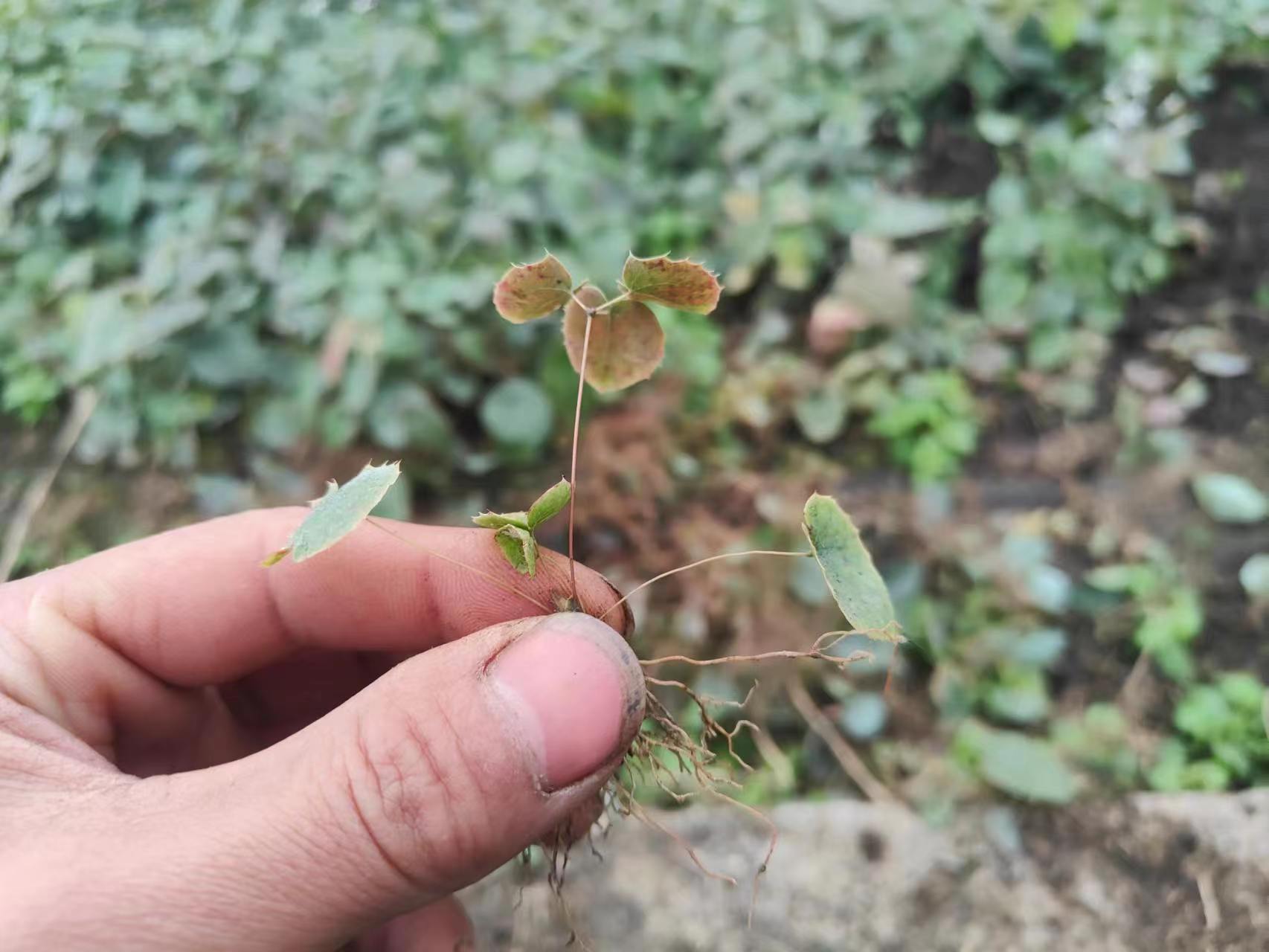 江西收购淫羊藿种子